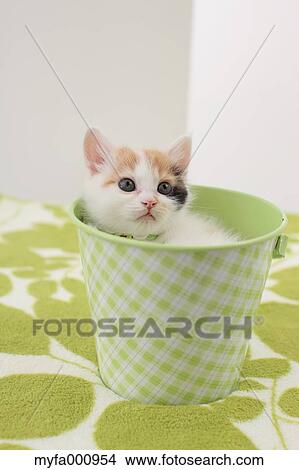 Tortoiseshell cat View Large Photo Image Picture - Tortoiseshell cat. Fotosearch