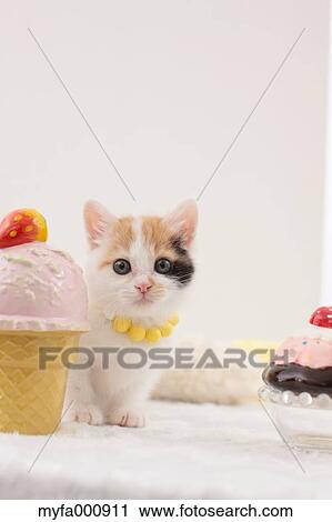 Tortoiseshell cat View Large Photo Image Stock Image - Tortoiseshell cat. Fotosearch