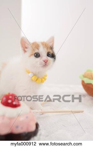 Tortoiseshell cat View Large Photo Image Stock Image - Tortoiseshell cat. Fotosearch