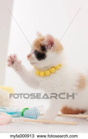 Stock Image - Tortoiseshell cat. Fotosearch