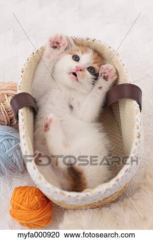 Tortoiseshell cat View Large Photo Image Stock Image - Tortoiseshell cat. Fotosearch