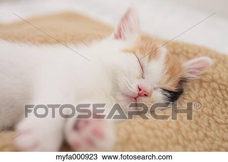 Tortoiseshell cat View Large Photo Image Stock Image - Tortoiseshell cat. Fotosearch