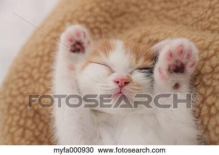 Tortoiseshell cat View Large Photo Image Stock Image - Tortoiseshell cat. Fotosearch