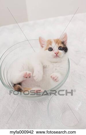 Tortoiseshell cat View Large Photo Image Stock Image - Tortoiseshell cat. Fotosearch