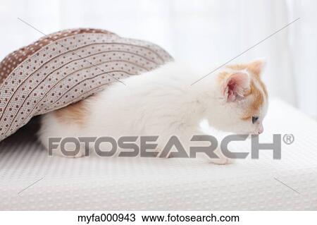Stock Image - Tortoiseshell cat. Fotosearch