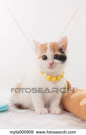Tortoiseshell cat View Large Photo Image Stock Photo - Tortoiseshell cat. Fotosearch