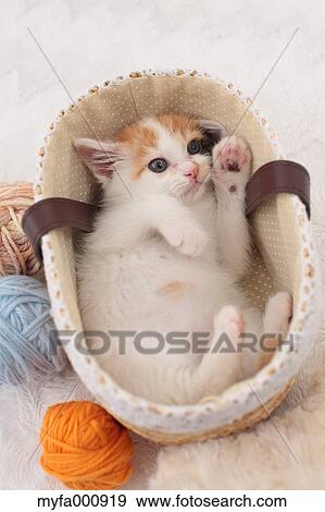 Tortoiseshell cat View Large Photo Image Stock Photo - Tortoiseshell cat. Fotosearch