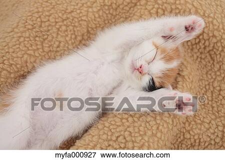 Tortoiseshell cat View Large Photo Image Stock Photo - Tortoiseshell cat. Fotosearch