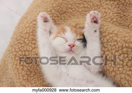 Stock Photo - Tortoiseshell cat. Fotosearch
