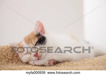 Tortoiseshell cat View Large Photo Image Stock Photo - Tortoiseshell cat. Fotosearch