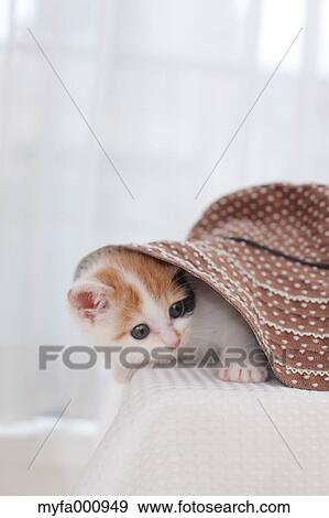 Stock Photo - Tortoiseshell cat. Fotosearch
