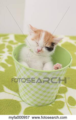 Tortoiseshell cat View Large Photo Image Stock Photo - Tortoiseshell cat. Fotosearch