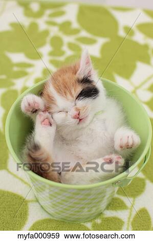 Tortoiseshell cat View Large Photo Image Stock Photo - Tortoiseshell cat. Fotosearch