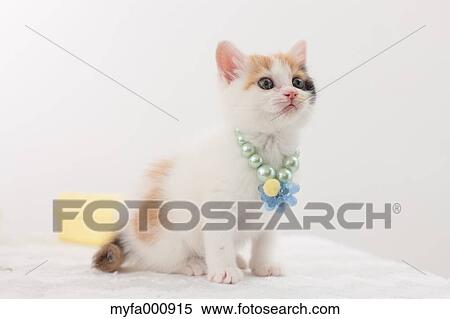 Tortoiseshell cat View Large Photo Image Stock Photography - Tortoiseshell cat. Fotosearch