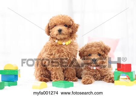 Picture - Toy Poodle pets. Fotosearch