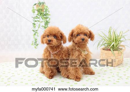 Toy Poodle pets View Large Photo Image Stock Image - Toy Poodle pets. Fotosearch