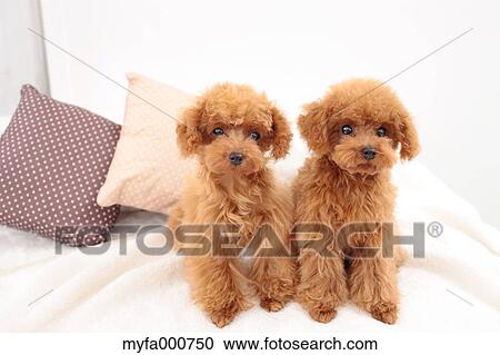 Toy Poodle pets View Large Photo Image Stock Image - Toy Poodle pets. Fotosearch