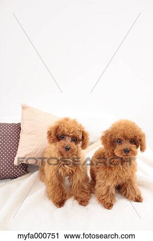Toy Poodle pets View Large Photo Image Stock Image - Toy Poodle pets. Fotosearch