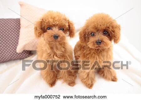 Toy Poodle pets View Large Photo Image Stock Image - Toy Poodle pets. Fotosearch