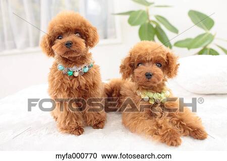 Toy Poodle pets View Large Photo Image Stock Image - Toy Poodle pets. Fotosearch