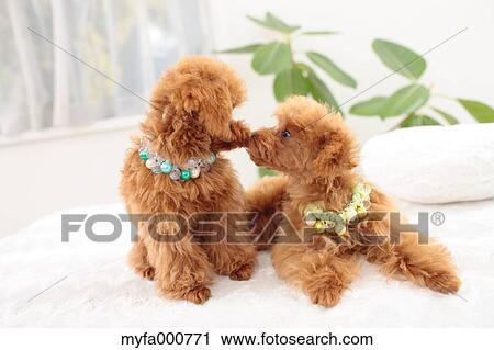 Toy Poodle pets View Large Photo Image Stock Image - Toy Poodle pets. Fotosearch
