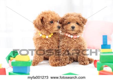 Toy Poodle pets View Large Photo Image Stock Image - Toy Poodle pets. Fotosearch