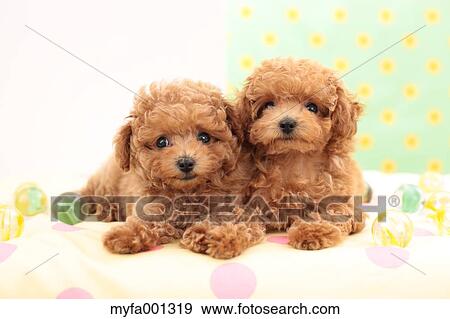 Toy Poodle pets View Large Photo Image Stock Photo - Toy Poodle pets. Fotosearch