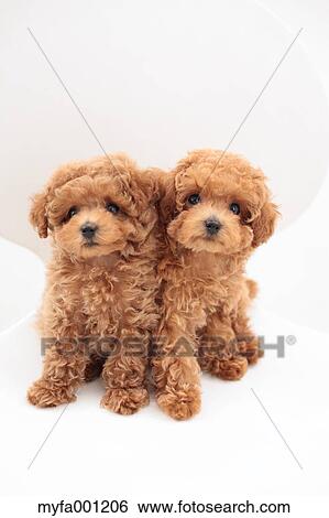 Toy Poodle pets View Large Photo Image Stock Photograph - Toy Poodle pets. Fotosearch