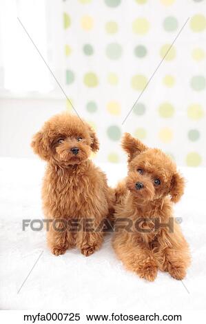 Toy Poodle pets View Large Photo Image Stock Photography - Toy Poodle pets. Fotosearch