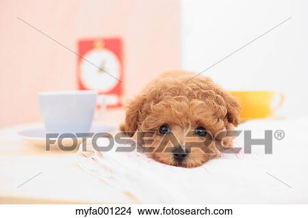 Toy Poodle View Large Photo Image Picture - Toy Poodle. Fotosearch