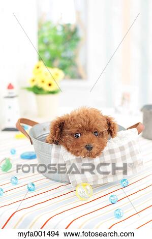 Toy Poodle View Large Photo Image Picture - Toy Poodle. Fotosearch