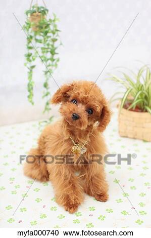 Stock Image - Toy Poodle. Fotosearch