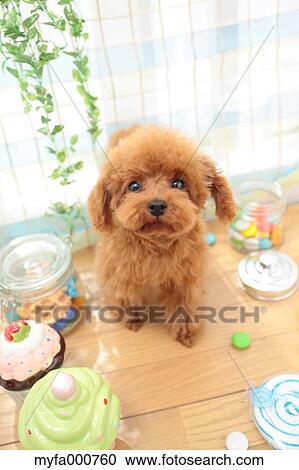 Toy Poodle View Large Photo Image Stock Image - Toy Poodle. Fotosearch