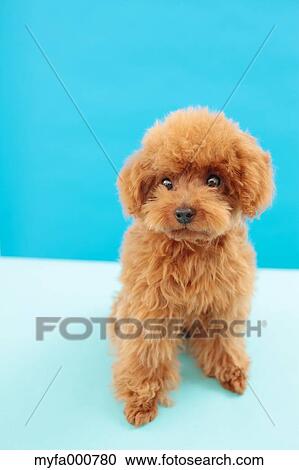 Toy Poodle View Large Photo Image Stock Image - Toy Poodle. Fotosearch