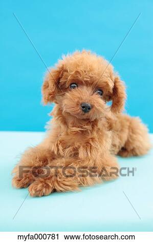 Toy Poodle View Large Photo Image Stock Image - Toy Poodle. Fotosearch