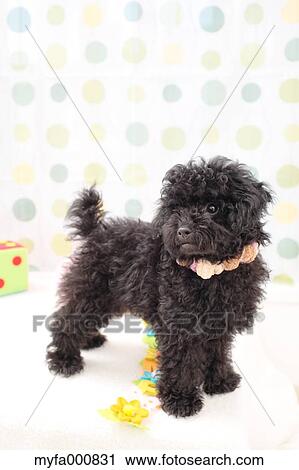 Toy Poodle View Large Photo Image Stock Image - Toy Poodle. Fotosearch
