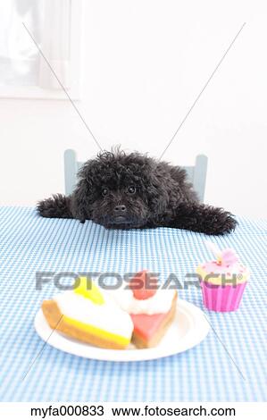 Toy Poodle View Large Photo Image Stock Image - Toy Poodle. Fotosearch