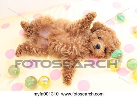 Toy Poodle View Large Photo Image Stock Image - Toy Poodle. Fotosearch