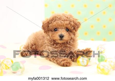 Toy Poodle View Large Photo Image Stock Image - Toy Poodle. Fotosearch