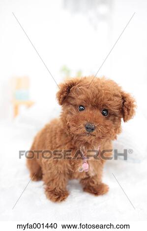 Toy Poodle View Large Photo Image Stock Image - Toy Poodle. Fotosearch