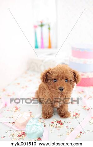 Toy Poodle View Large Photo Image Stock Image - Toy Poodle. Fotosearch