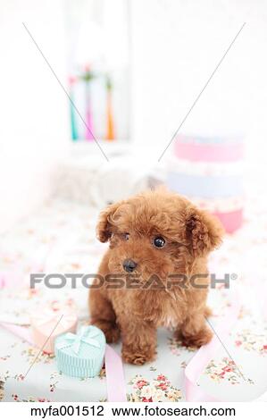 Toy Poodle View Large Photo Image Stock Image - Toy Poodle. Fotosearch