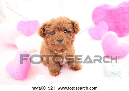 Toy Poodle View Large Photo Image Stock Image - Toy Poodle. Fotosearch