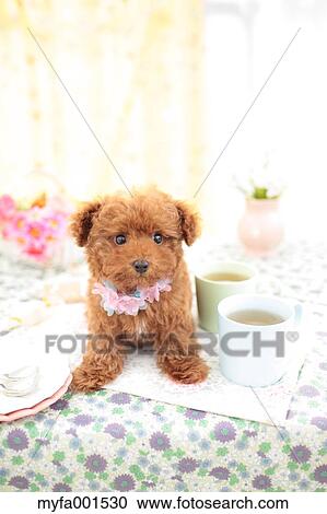 Toy Poodle View Large Photo Image Stock Image - Toy Poodle. Fotosearch