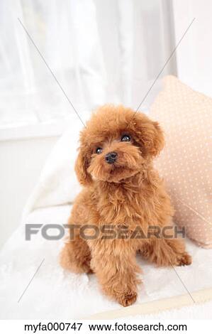 Toy Poodle View Large Photo Image Stock Photo - Toy Poodle. Fotosearch