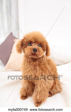 Toy Poodle View Large Photo Image Stock Photo - Toy Poodle. Fotosearch