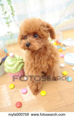 Stock Photo - Toy Poodle. Fotosearch