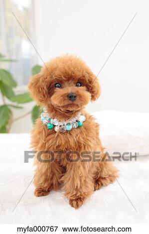 Stock Photo - Toy Poodle. Fotosearch