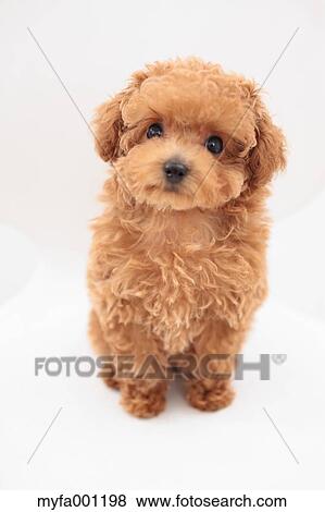 Toy Poodle View Large Photo Image Stock Photo - Toy Poodle. Fotosearch