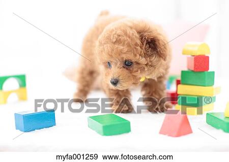 Stock Photo - Toy Poodle. Fotosearch